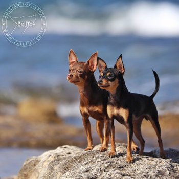 BellToy Osher kennel - официальный питомник Русских тоев - первый в Израиле!