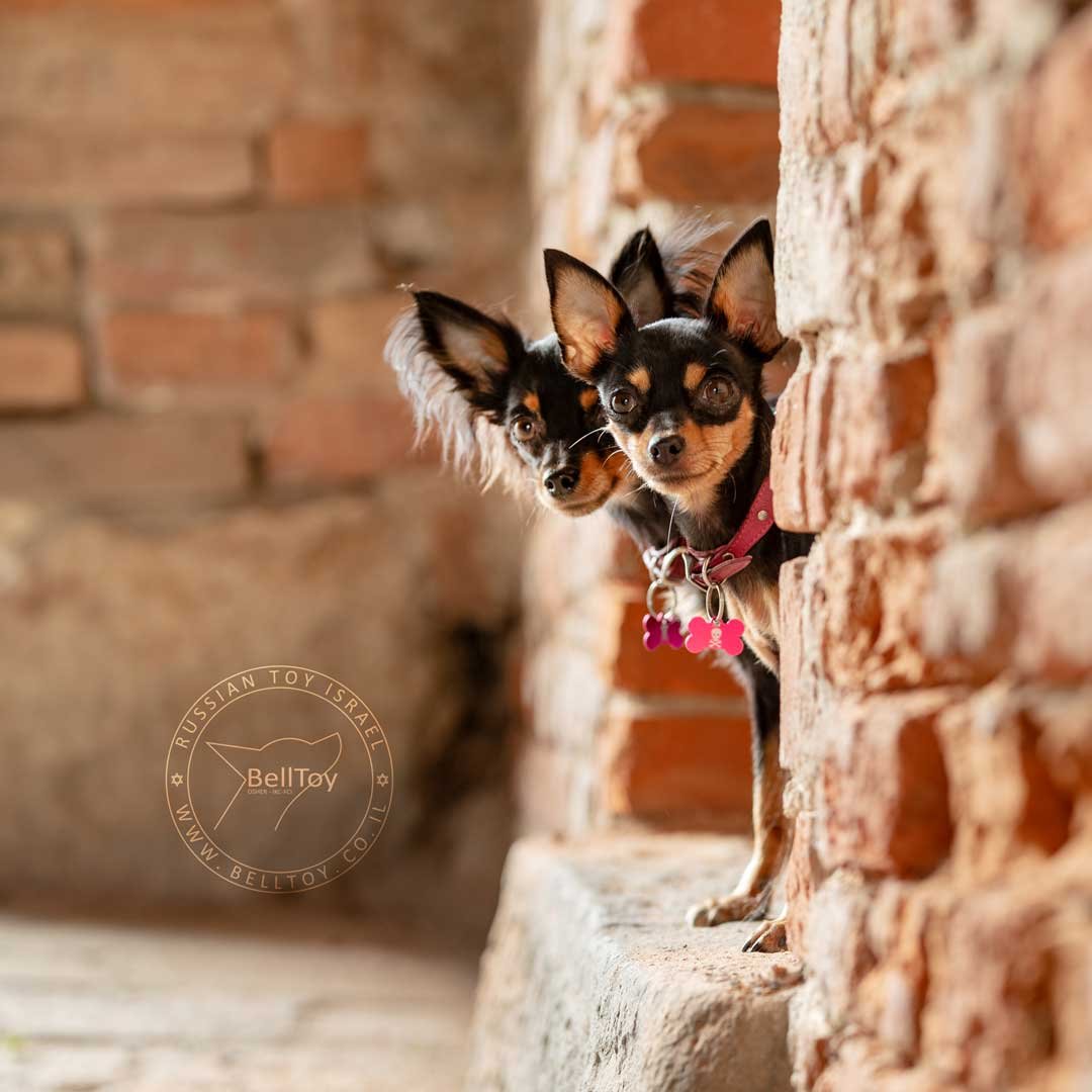 fay prince krepost 1100