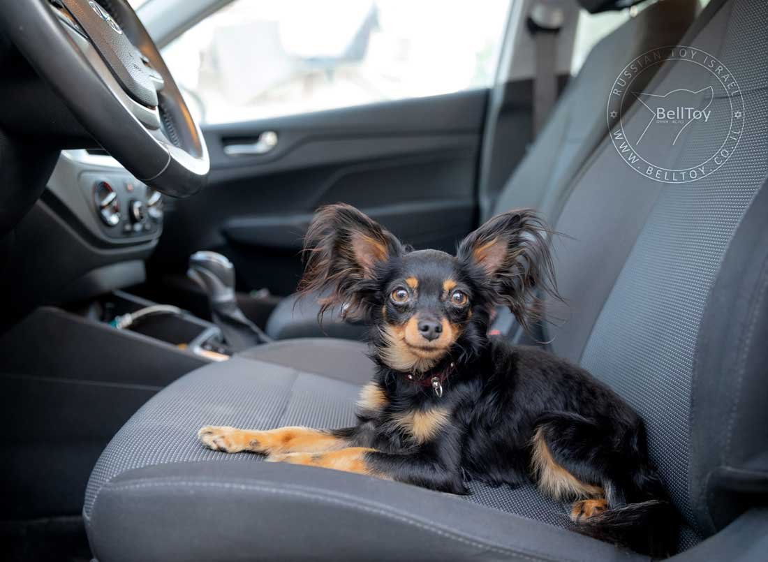 prince car logo 1100