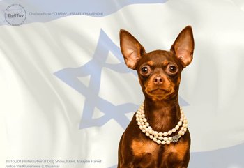 20.10.2018 Международная Выставка Собак