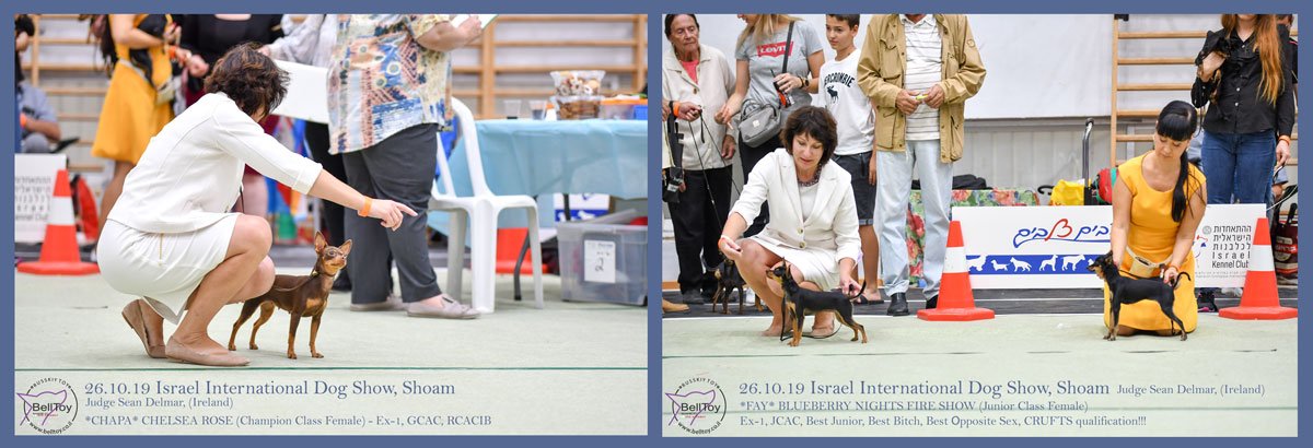 Русский той в Израиле - BellToy