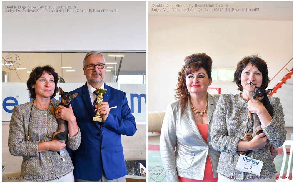 Русский той в Израиле - BellToy