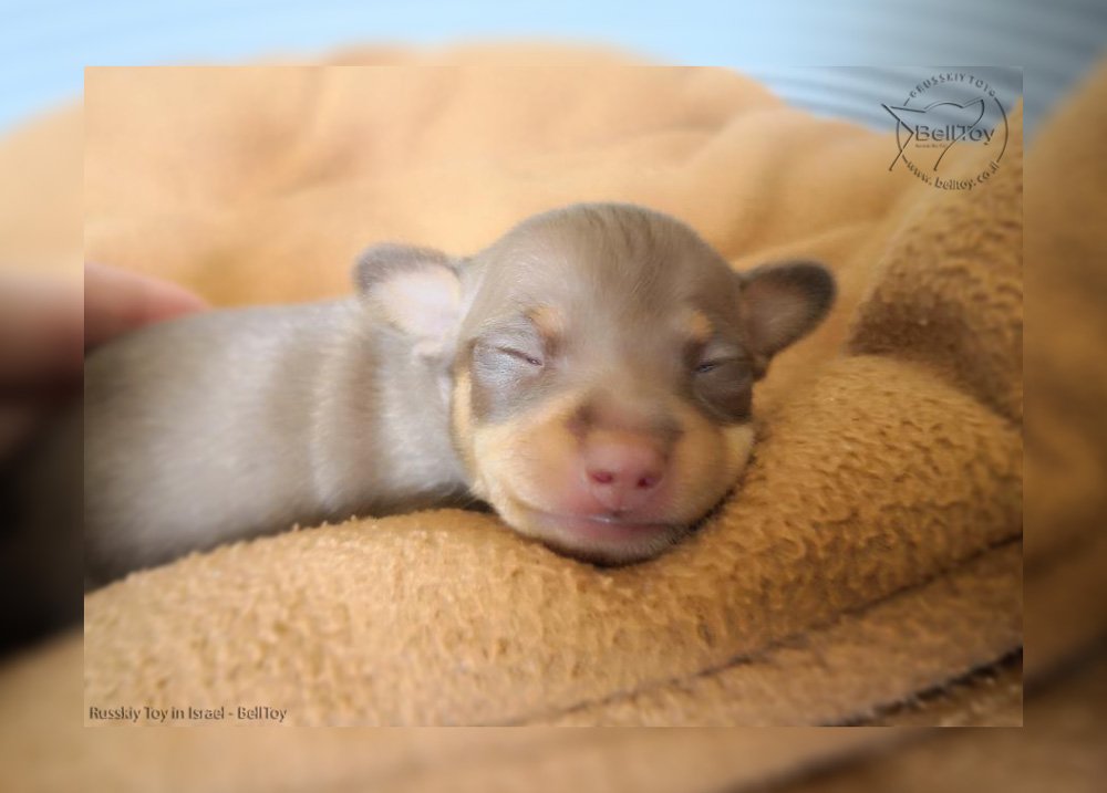 Щенок Русского тоя в Израиле - BellToy