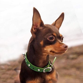 תערוכה בינלאמית סביון 25.01.2019