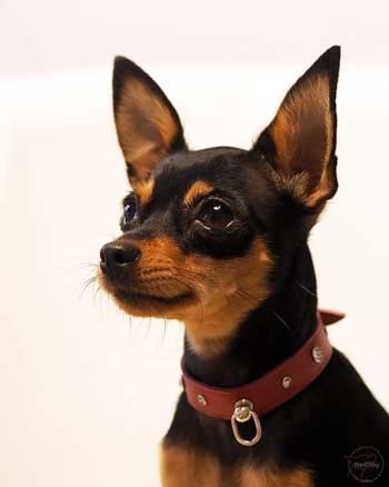 18.12.2019 Наши Чемпионы