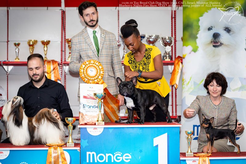 Русский той в Израиле - BellToy