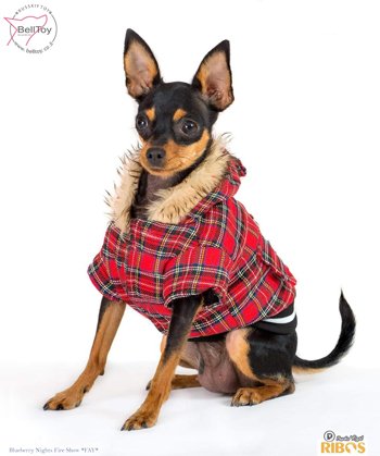 Модельная карьера наших Русских тоев