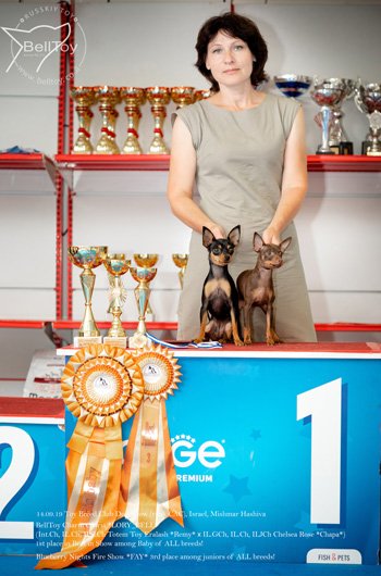 14.09.2019 Двойная клубная выставка собак