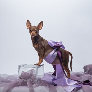 В питомнике ожидаются щенки!