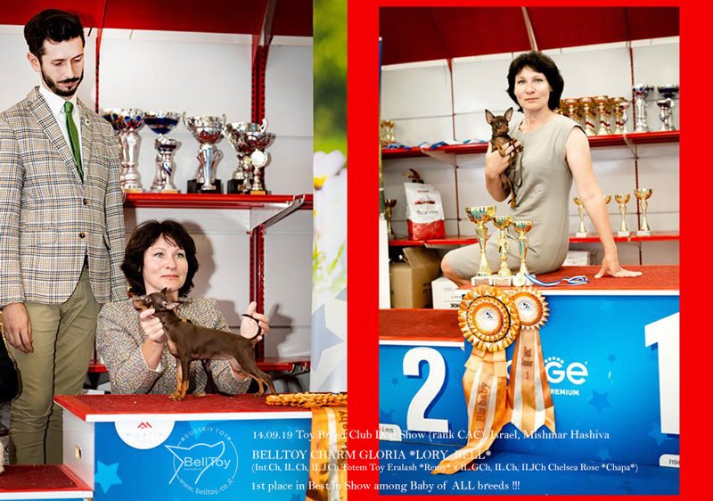 щенок Русского тоя питомник BellToy 