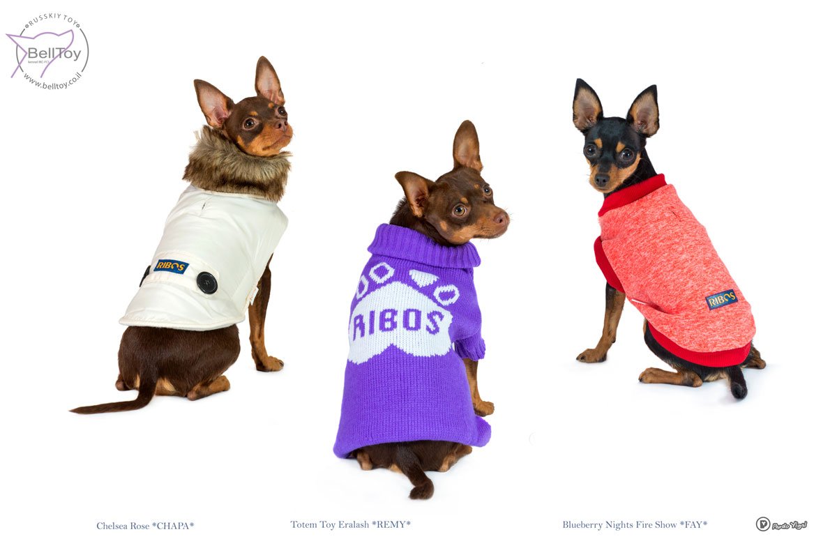 Русский той в Израиле BellToy – для каталога  Ribos 2020 