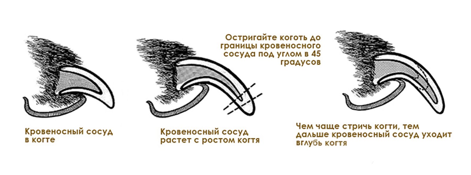 Стрижка когтей Русский той