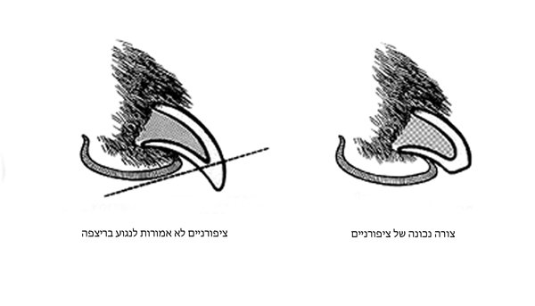 לגזוז ציפורניים לטוי רוסי BellToy