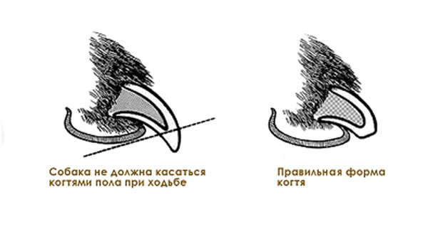Стрижка когтей Русский той