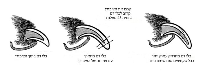 לגזוז ציפורניים לטוי רוסי BellToy