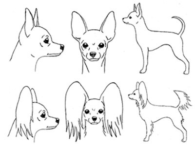 Стандарт породы Русский той.