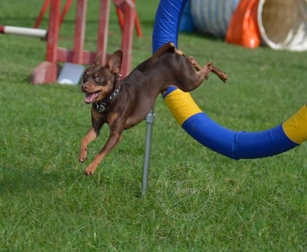 Собака питомника Belltoy Osher - Русский Той Израиль