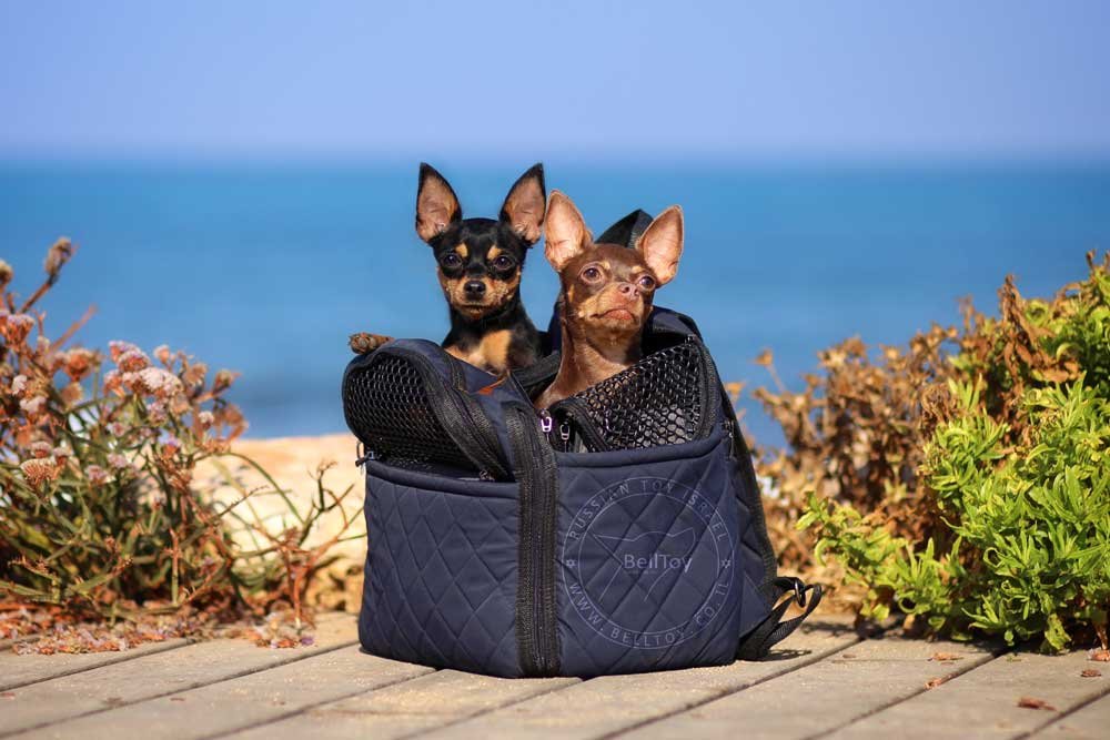 Собаки питомника Belltoy Osher Русский Той Израиль