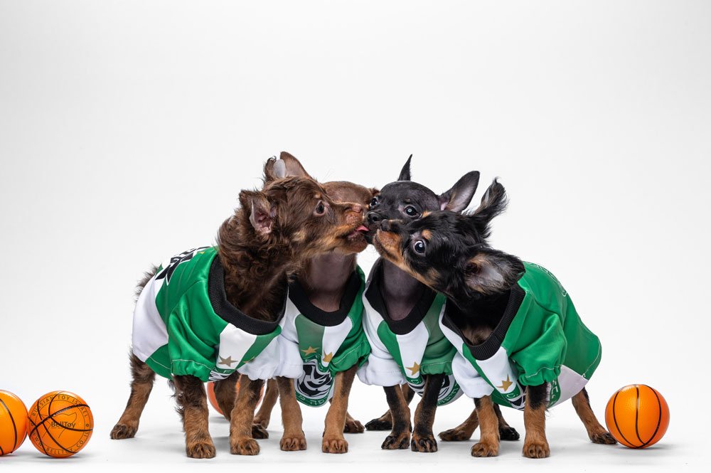 Щенки питомника Belltoy Osher - Русский Той Израиль