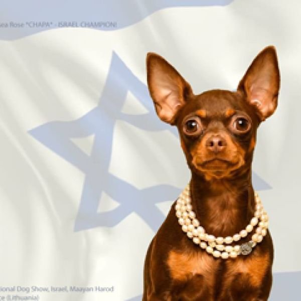 20.10.2018 Международная Выставка Собак