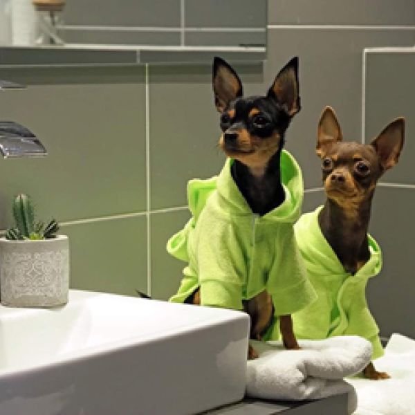 Как купать Русского Тоя