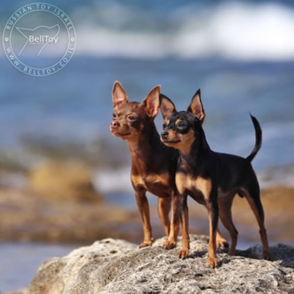 BellToy Osher kennel - официальный питомник Русских тоев - первый в Израиле!