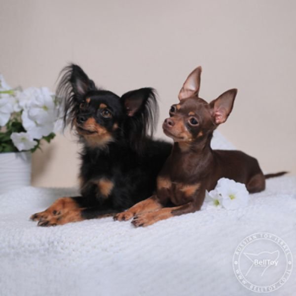 Знакомьтесь, порода Русский Той