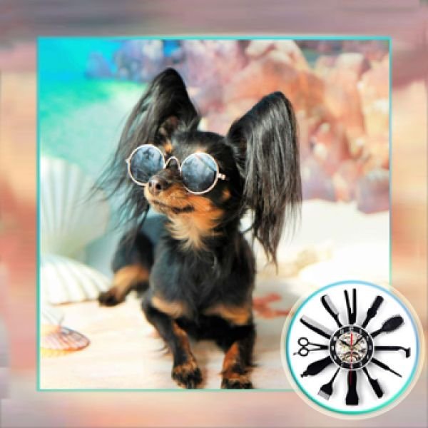 Уход за шерстью Русского Тоя