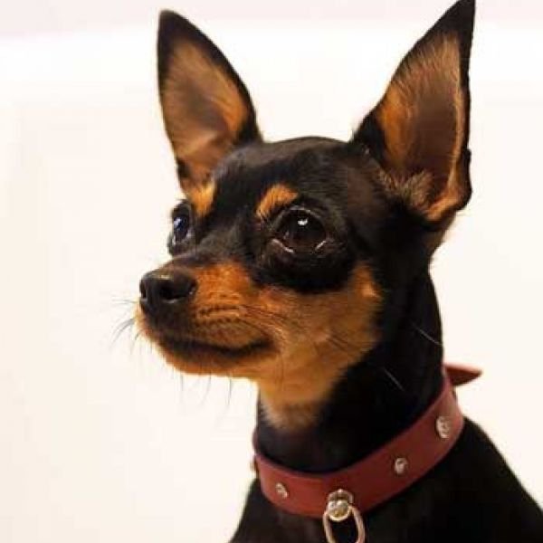 18.12.2019 Наши Чемпионы