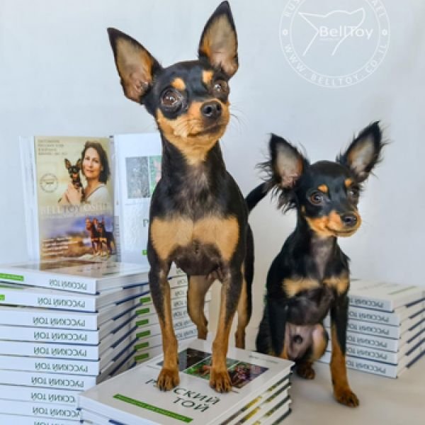 26.01.2021 Мы в книге о породе Русский Той