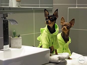 Как купать Русского Тоя