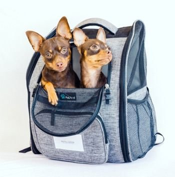 Путешествуем с Русским Тоем