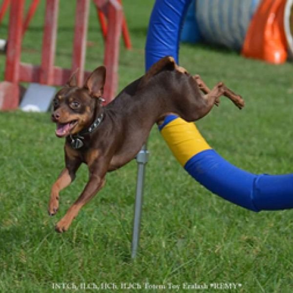 06.06.2019 официальные соревнования Аджилити