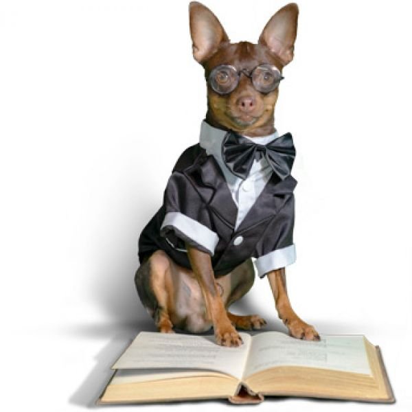 История породы Русский Той