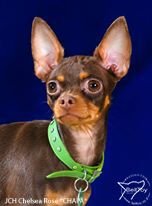 החוג לכלבים זעירים - תערוכה 12.05.2018