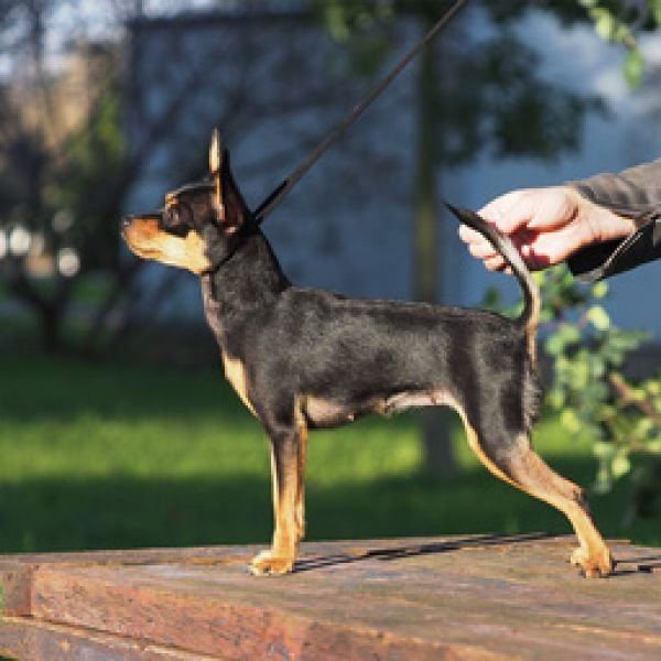 25.01.2020 Международная выставка собак