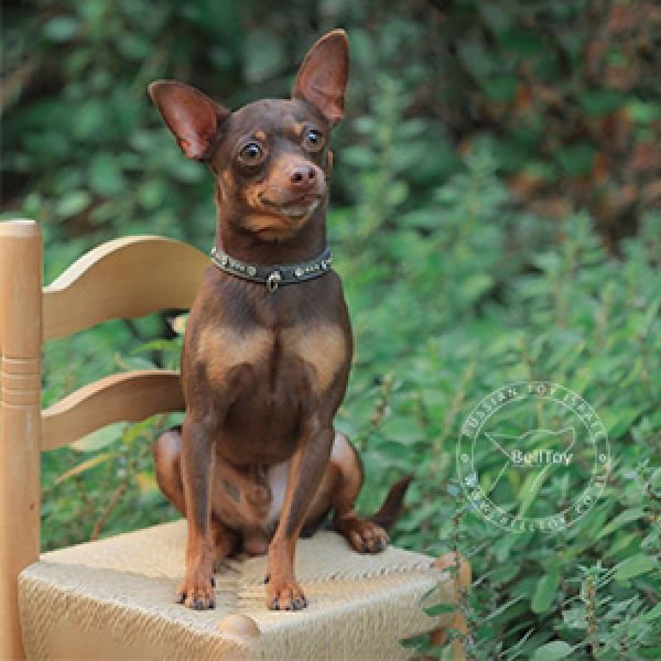 ♂ Totem Toy Eralash *Remy*