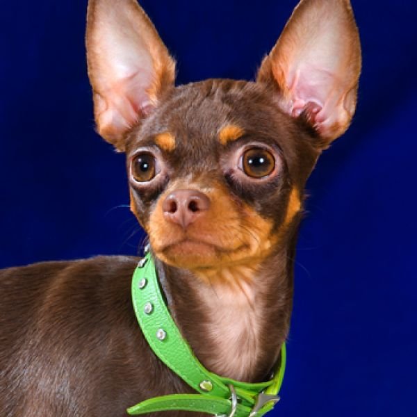 12.05.2018 Клубная выставка собак