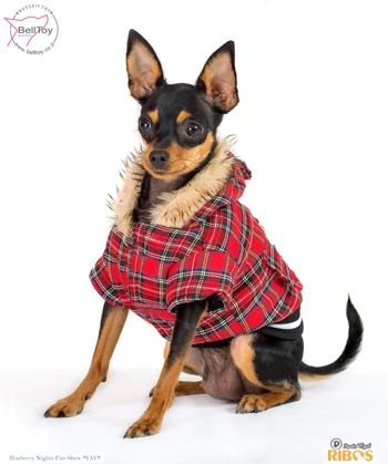 Модельная карьера наших Русских тоев