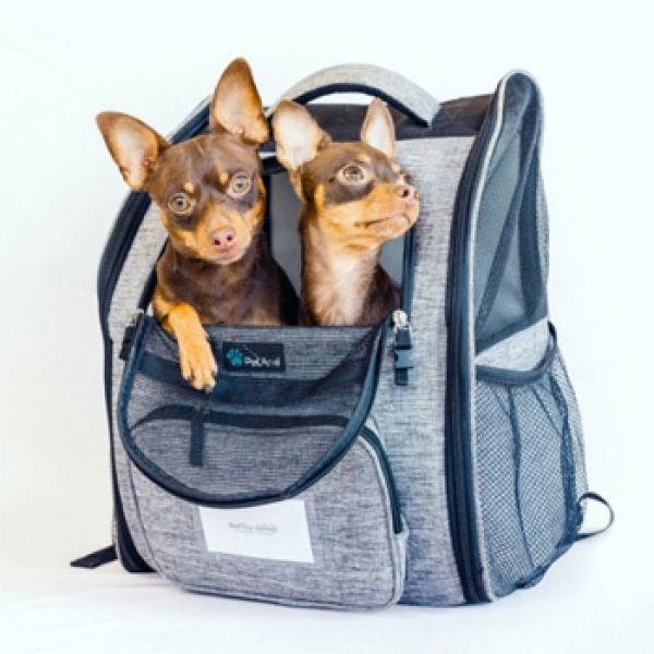 Путешествуем с Русским Тоем