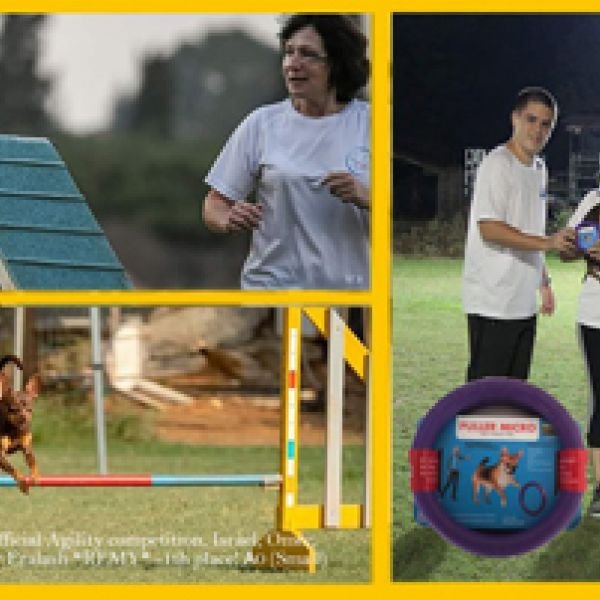 13.09.2019 Официальные соревнования Аджилити