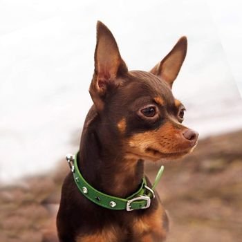 תערוכה בינלאמית סביון 25.01.2019