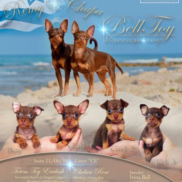 11.06.2019 У нас родились щенки