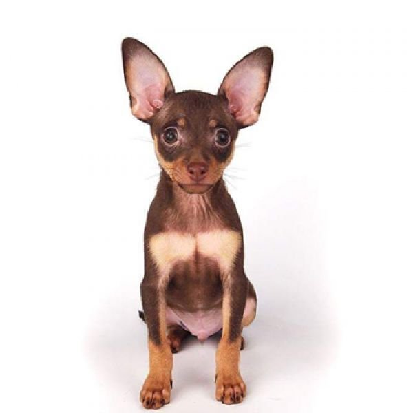 14.07.2017 Русский той в Израиле