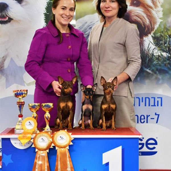 08.12.2018 Двойная клубная выставка собак