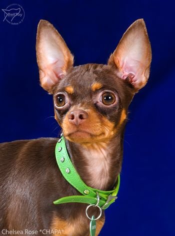 12.05.2018 Клубная выставка собак