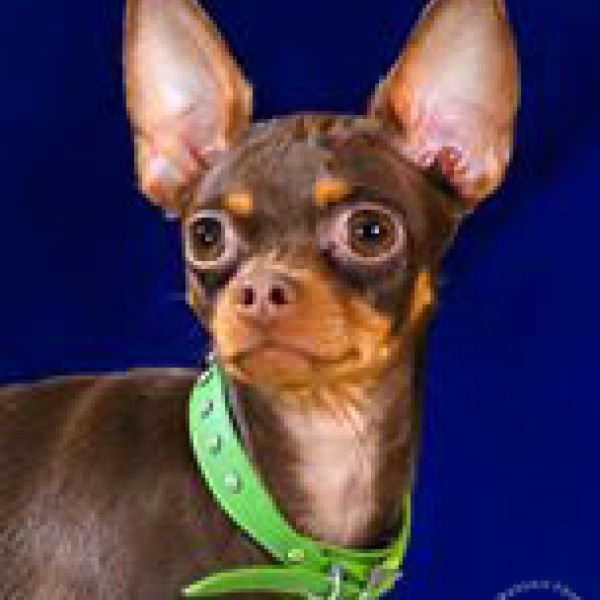 החוג לכלבים זעירים - תערוכה 12.05.2018