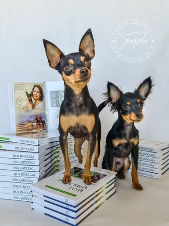 26.01.2021 Мы в книге о породе Русский Той